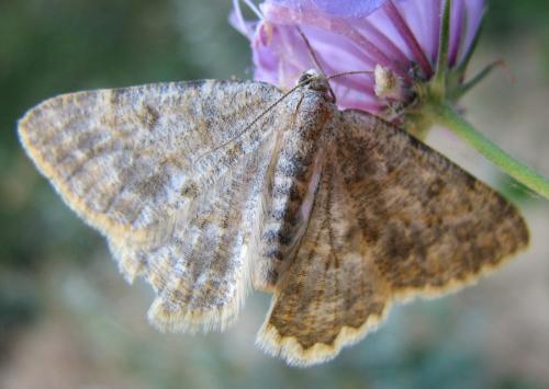 Charissa sp.
