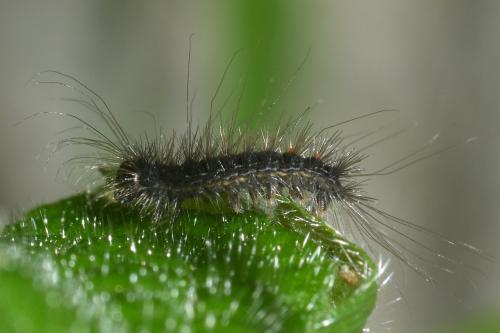 Lymantria dispar