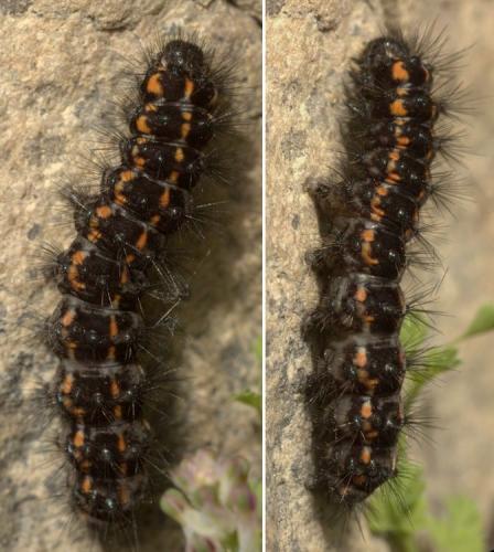 Nyctemera annulata