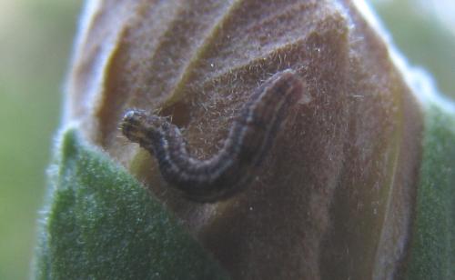 Gymnoscelis rufifasciata