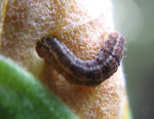 Gymnoscelis rufifasciata