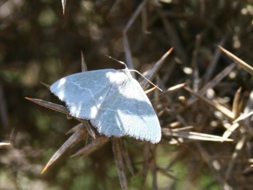 Chlorissa sp.