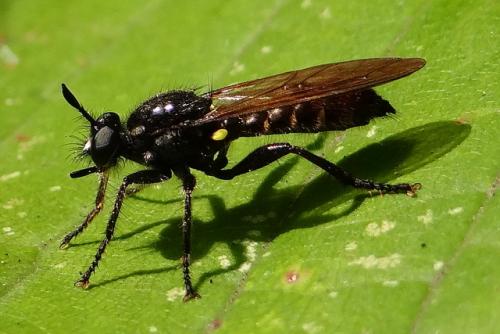 Choerades sp.