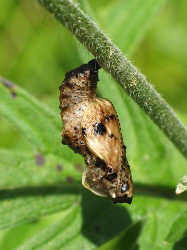 Boloria titania