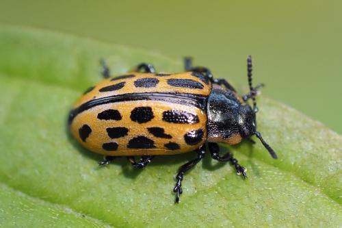 Chrysomela vigintipunctata