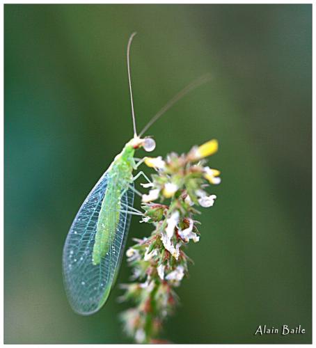 Chrysoperla sp.
