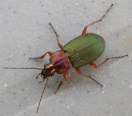 Réf. 133 090 : Chlaenius nigricornis