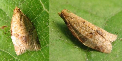 Clepsis consimilana