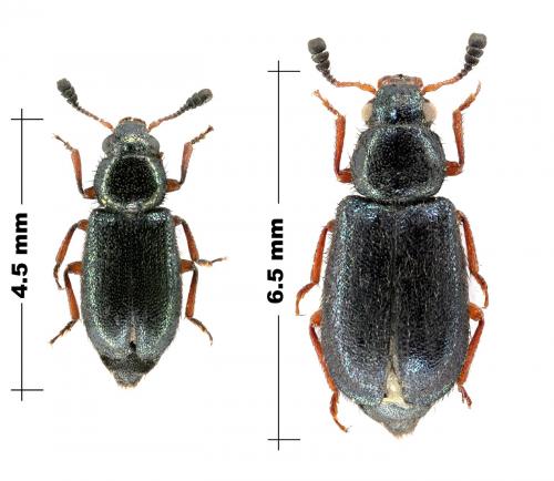 Necrobia rufipes