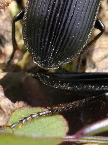 Anisodactylus signatus
