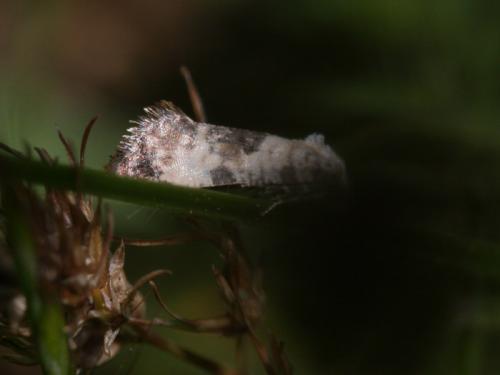 Réf. 133 407 : Cochylis posterana