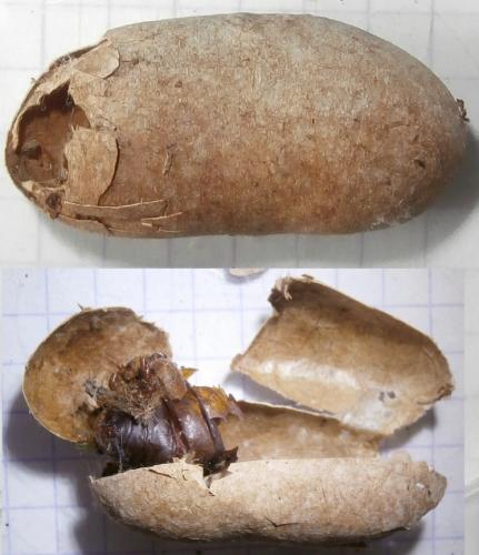 Réf. 133 626 : Lasiocampa quercus