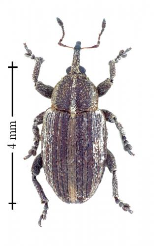 Réf. 133 054 : Tychius parallelus