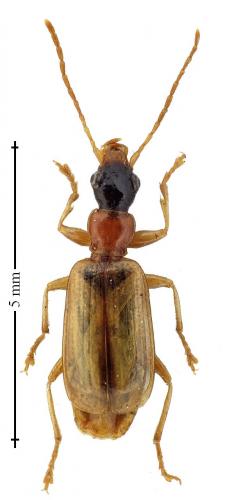 Réf. 133 057 : Demetrias atricapillus
