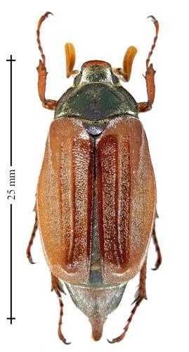 Melolontha melolontha