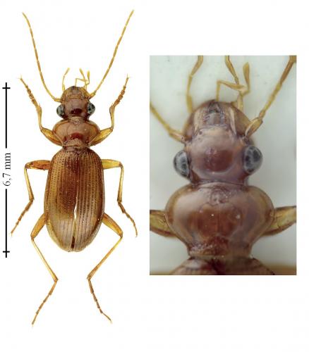 Leistus ferrugineus