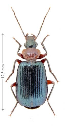Réf. 133 014 : Lebia pubipennis
