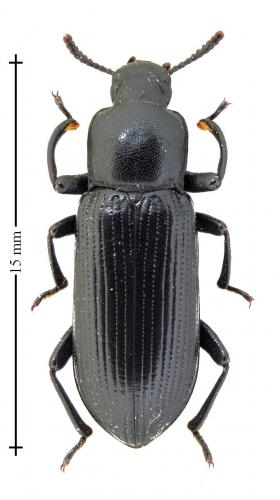 Réf. 133 012 : Menephilus cylindricus