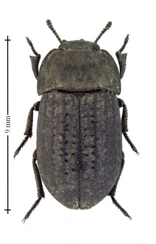 Réf. 133 013 : Opatrum sabulosum
