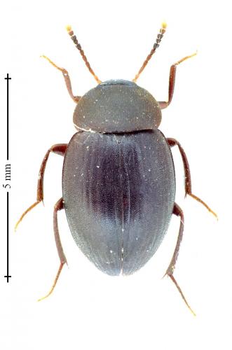 Réf. 133 008 : Catops sp.