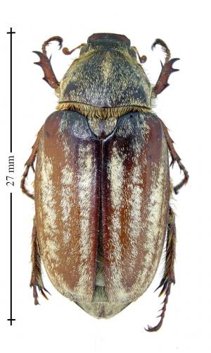 Anoxia australis