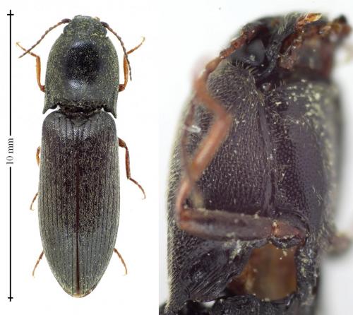 Agriotes ustulatus