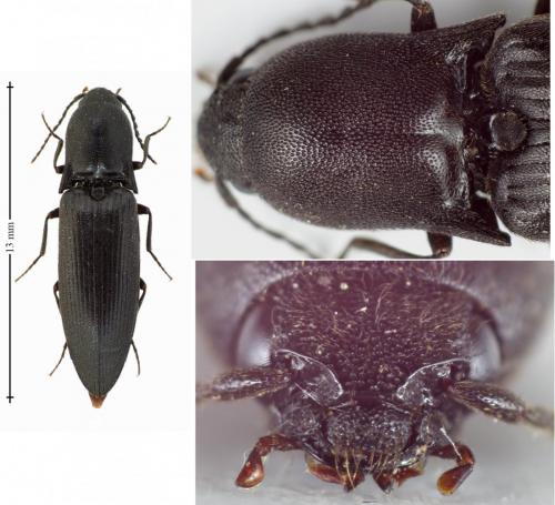 Réf. 133 887 : Ectinus aterrimus