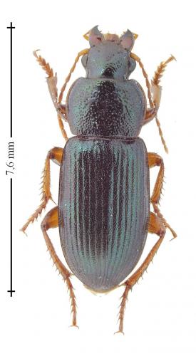 Réf. 133 015 : Ophonus azureus