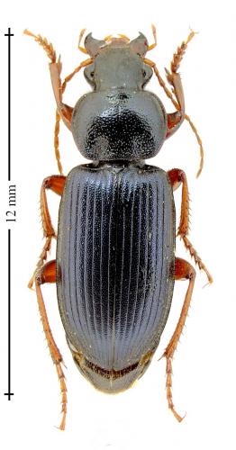 Réf. 133 016 : Ophonus ardosiacus