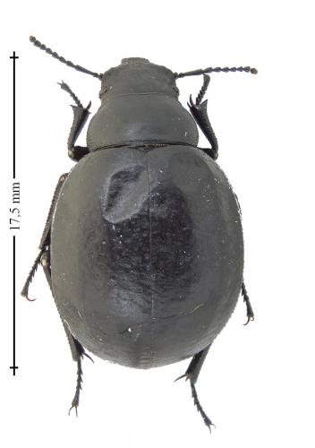 Réf. 133 145 : Pimelia subglobosa