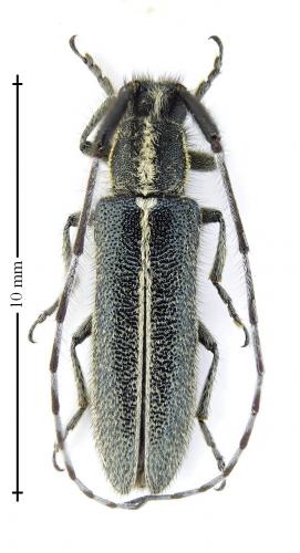 Agapanthia cardui