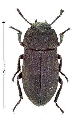 Gonocephalum sp.