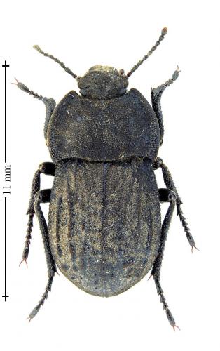 Asida jurinei