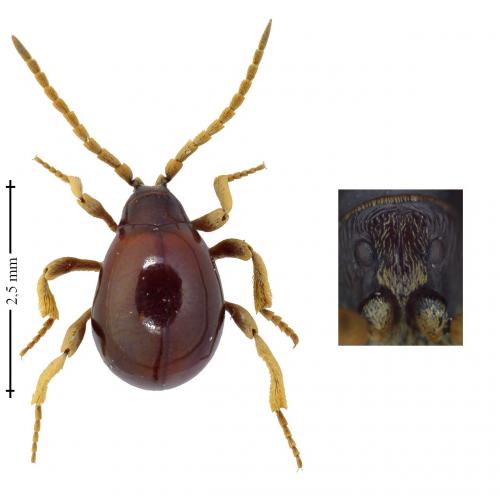 Gibbium psylloides