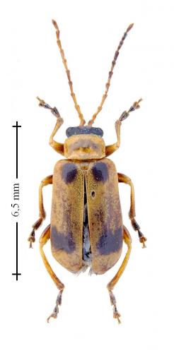 Réf. 133 001 : Phyllobrotica quadrimaculata