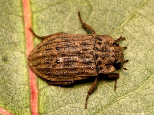 Réf. 133 024 : Helophorus rufipes