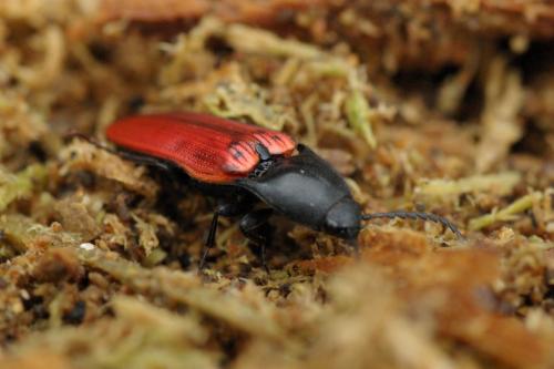 Ampedus sanguineus