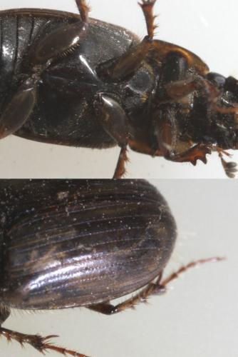 Melinopterus prodromus