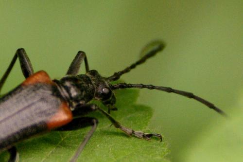 Réf. 133 754 : Anisorus quercus