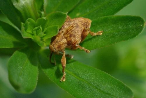 Curculio venosus