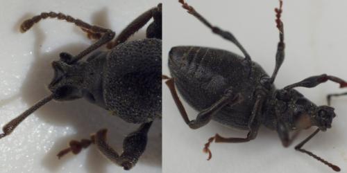 Otiorhynchus meridionalis