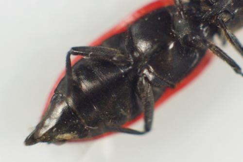 Anostirus purpureus