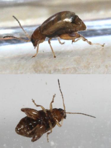 Réf. 133 764 : Longitarsus sp.