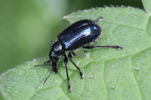 Lasiorhynchites sericeus