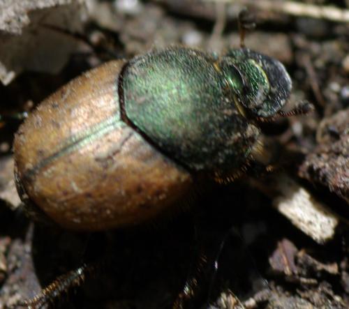 Onthophagus coenobita