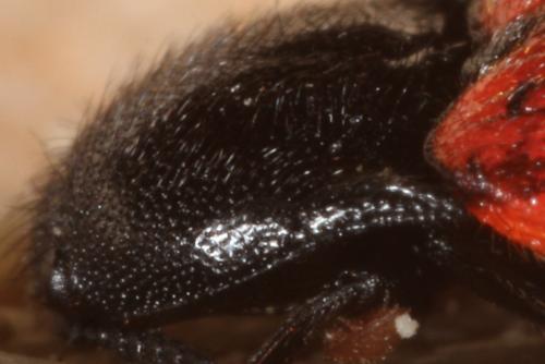 Réf. 133 788 : Ampedus quercicola