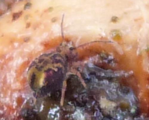 Dicyrtomina ornata