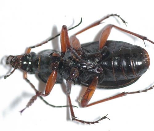 Carabus auronitens auronitens