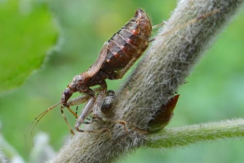 Himacerus apterus