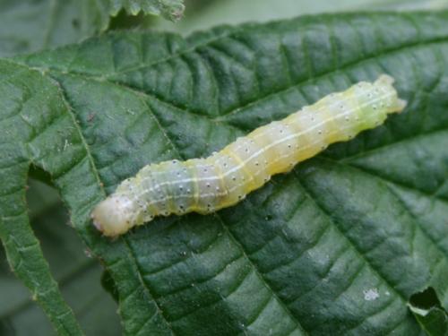 Cosmia trapezina
